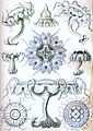 Haeckel Discomedusae 18.jpg