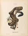 Harriet Scott - Black-headed Snake, Aspidiotes melanocephalus - Google Art Project.jpg