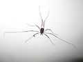 Harvestman 01.jpg