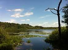 Hazenputten in the Vresselse Bossen during summer.JPG