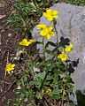 Helianthemum grandiflorum a1.jpg