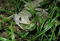 White lizard with dark spots in the grass with a large cicada filling its mouth