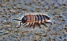 A Shirasi woodlouse on parched desert soil.