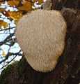 Hericium erinaceus.JPG