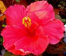Hibiscus eight.jpg