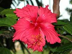 Hibiscus sdd1.JPG