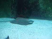 A dark-spotted stingray in an aquarium with a sandy bottom and a rocky far wall