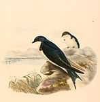 Hirundo dimidiata 1894.jpg