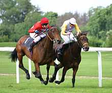Two horses racing along a grass racetrack, the horses are side by side with both jockeys urging the horses faster.