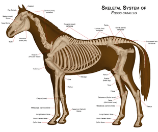 Diagram of a horse skeleton with major parts labeled.