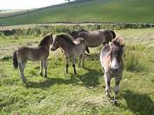 Four small grey ponies in a grassy field.