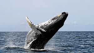 Photo of humpback whale with most of its body out of the water and its pectoral fins extended