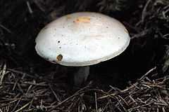 Tephrocybe rancida