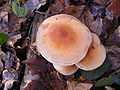 Hypholoma sublateritium 031207A.jpg