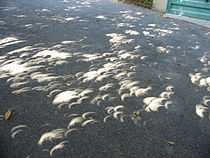 Holes in the leaf canopy project images of a solar eclipse on the ground.