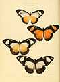 Illustrations of new species of exotic butterflies Papilio XII.jpg