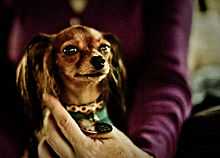 "A woman (of which the left arm and chest can be seen) wearing a purple top holds a small droopy haired dog by its collar. The collar itself has a gold chain motif."