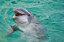 Dolphin partially submerged with its head out of the water