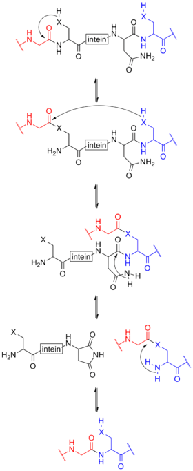 mechanism of protein splicing involving inteins