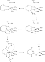 Intradiol Ring Cleavage