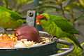 Iris Lorikeet (Psitteuteles iris)2 -San Diego Zoo.jpg