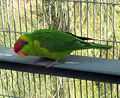 Iris Lorikeet (Psitteuteles iris) -in cage.jpg