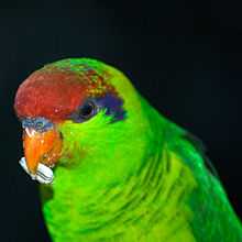 Iris Lorikeet (Psitteuteles iris) -upper body-6-2c.jpg