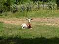 Jackson Zoo Addra Gazelle.jpg