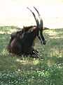 Jackson Zoo Sable Antelope.JPG