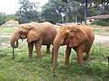 Jackson Zoo Two African Elephants.jpg