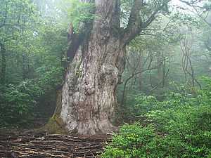 An old tree with thick whitish stem in a densely vegetated forest.