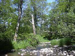 A shallow stream, perhaps 10 feet (3 meters) wide, flows over rocks through a wooded area.