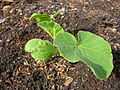 Kabocha 5July2005 sown 14June.JPG