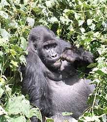 A gorilla eating in a shrub.