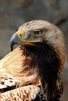 Photo of an eastern imperial eagle, a rare bird in Bulgaria