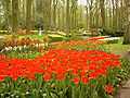 Keukenhof tulips.JPG