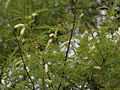 Khair (Acacia catechu) leaves & flowers at Hyderabad, AP W IMG 7262.jpg