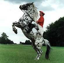 A white horse with small dark spots all over its body, standing on its hind legs on a green lawn while being ridden by a man in a red shirt and red cap with white breeches and tall black boots