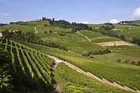 Green vineyards cover rolling hills