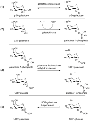 Steps in the Leloir pathway of galactose metabolism.