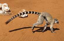 A ring-tailed lemur runs on the ground. Its long tail trails behind it, demonstrating its length relative to the body.