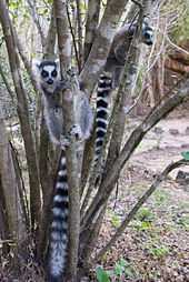 Two ring-tailed lemurs in their natural habitat, clinging vertically to two small trees close to the ground
