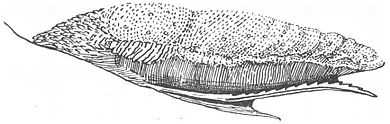 A tongue and sublingua in the ring-tailed lemur, with the serrated sublingua mostly attached to the underside of the tongue.