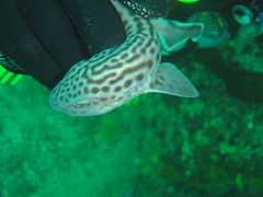 A small pale shark patterned with large black spots and curving lines, being held by a diver's gloved hand