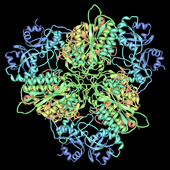 leucine aminopeptidase