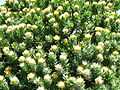 Leucospermum conocarpodendron - Table Mountain 11.JPG