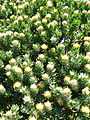 Leucospermum conocarpodendron - Table Mountain 12.JPG