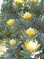 Leucospermum conocarpodendron - Table Mountain 7.JPG