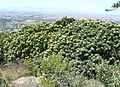 Leucospermum conocarpodendron - Table Mountain 8.JPG