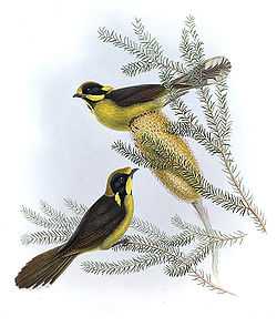 Gould lithograph illustration of a pair of Helmeted Honeyeaters in a flowering bush